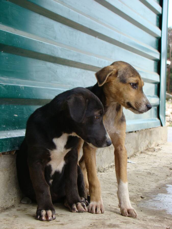 digital artist Mathew Minch Basileusus uncategorized  photo