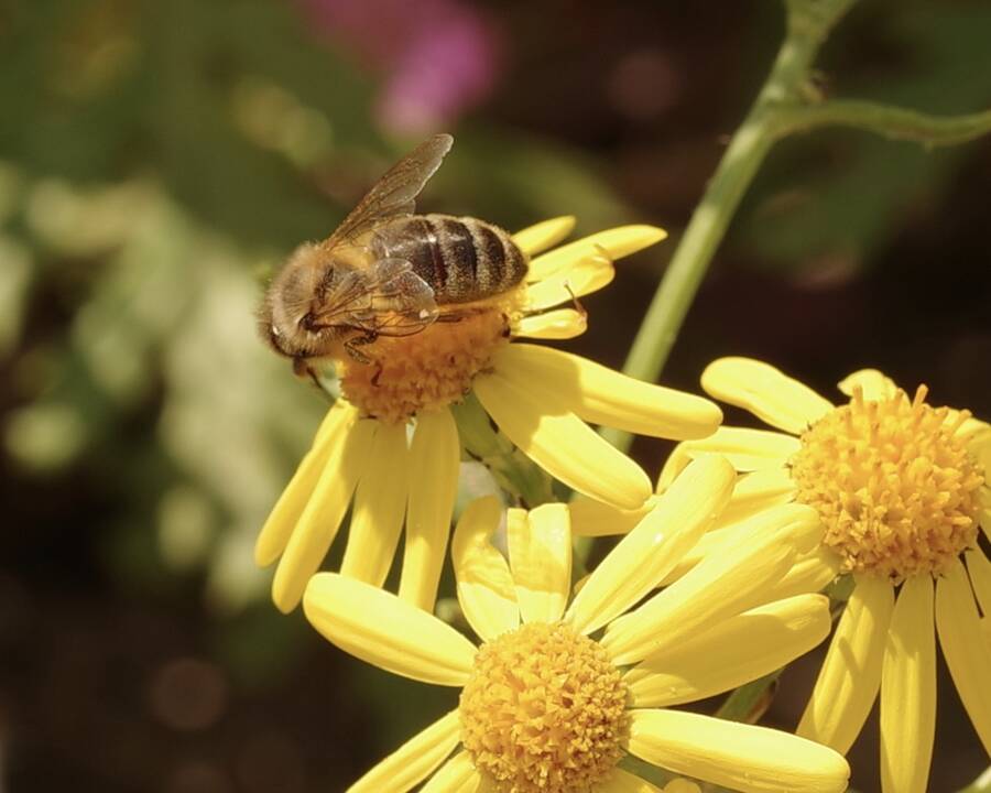 photographer Fotochawes macro modelling photo