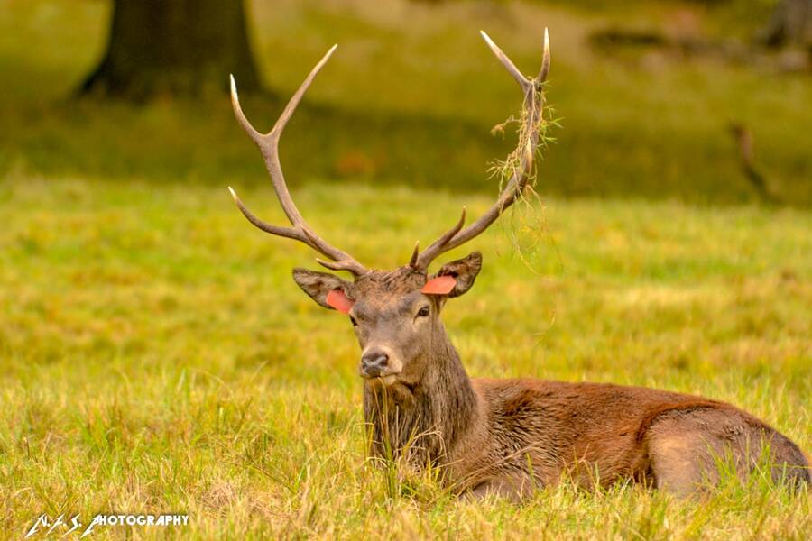 photographer Ray Middleton wildlife  photo