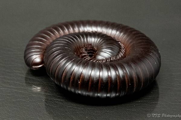 photographer Ray Middleton wildlife  photo