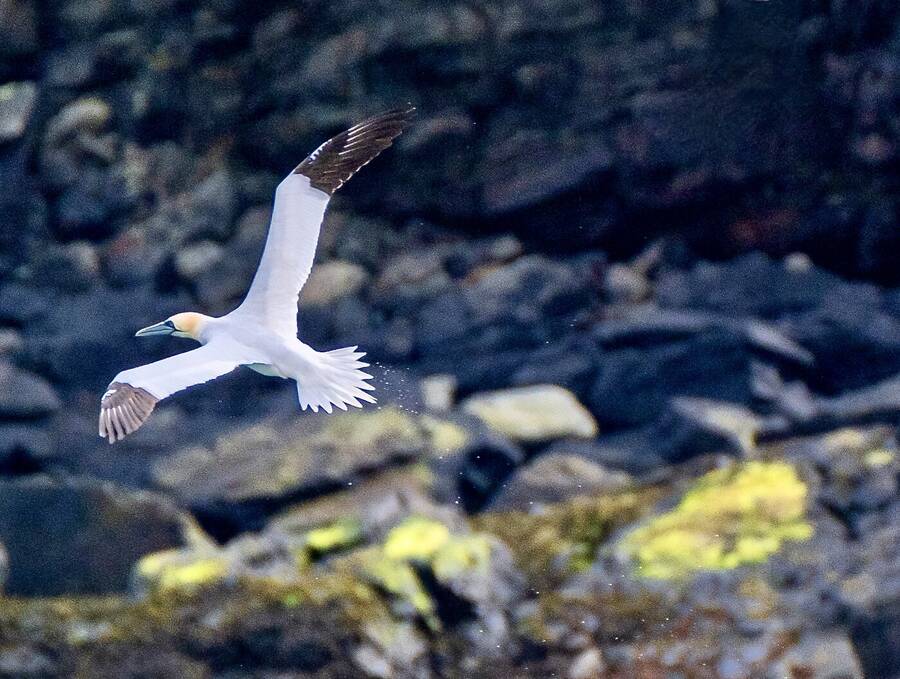 photographer Yorkytog wildlife  photo taken at Port Ness, Isle of Lewis