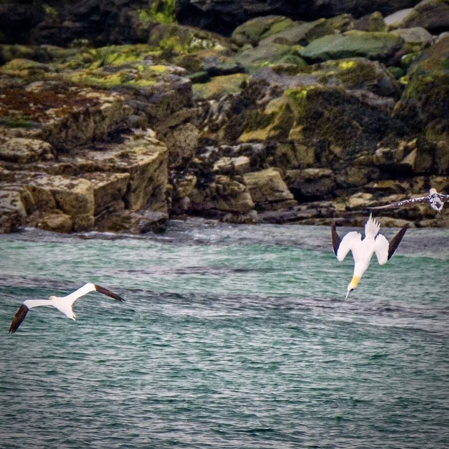 photographer Yorkytog wildlife  photo taken at Port of Ness, Isle of Lewis