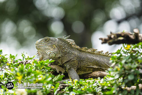 photographer ianbutty wildlife modelling photo taken at South America