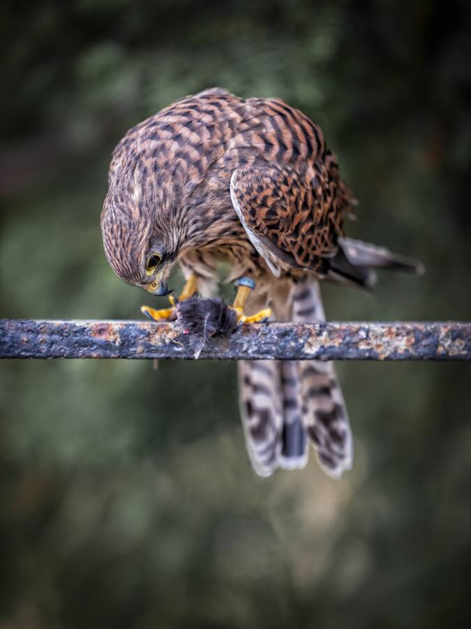 photographer Steve wildlife  photo