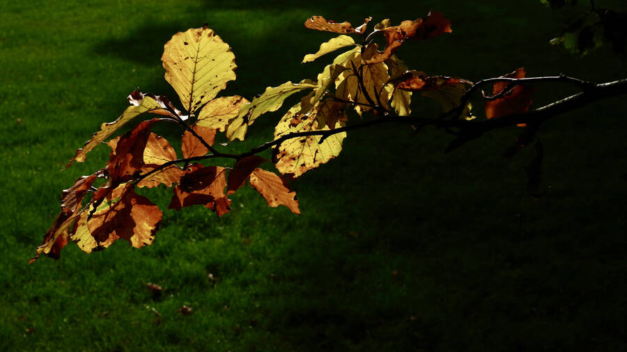 photographer Fotochawes conceptual  photo