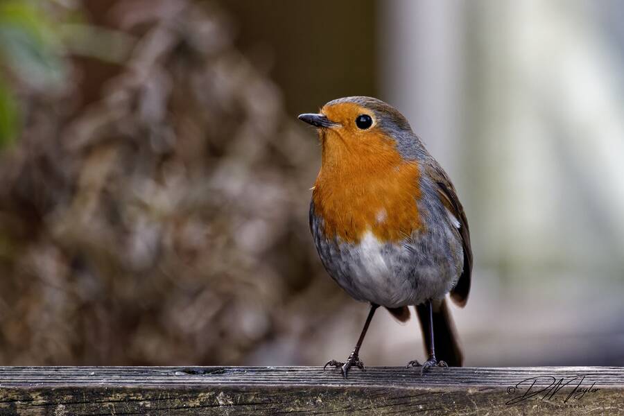 photographer dntphotographs wildlife  photo taken at North Yorkshire
