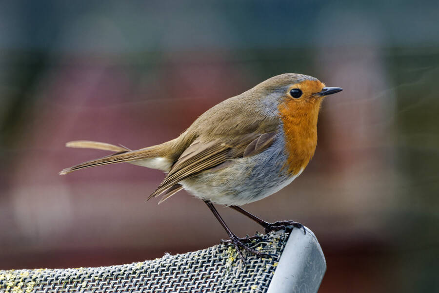 photographer dntphotographs wildlife  photo taken at North Yorkshire