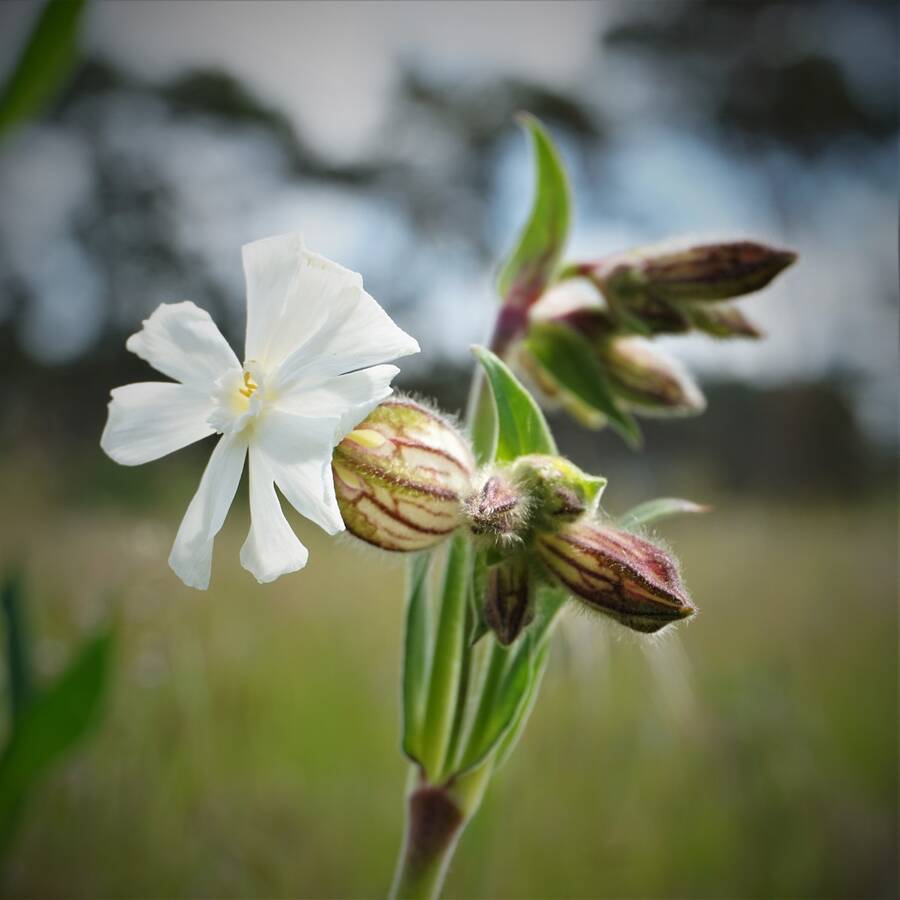 photographer photoSTOPms macro  photo