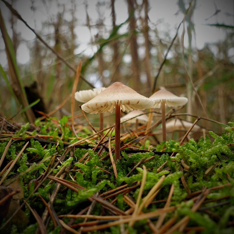 photographer photoSTOPms macro  photo