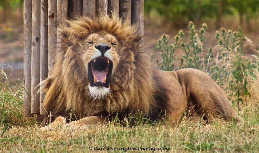 photographer RebelImages wildlife  photo. a difficult image to capture i was using a 75  300mm zoom lens as the lion was about 70ft away and in between me  the lion was a wire fence that the camera was obv trying to focus on so this was the best i could captur