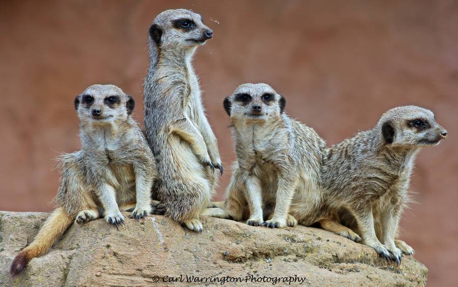 photographer RebelImages wildlife  photo. look at these human039s again lol.