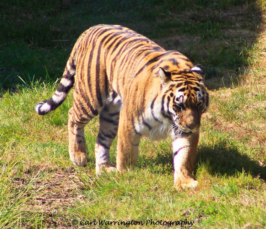 photographer RebelImages wildlife  photo