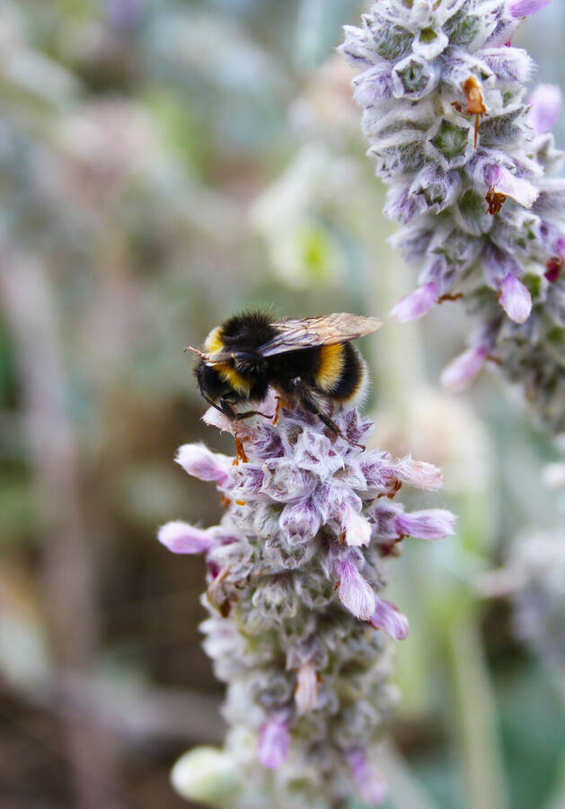 photographer John Renwick wildlife  photo