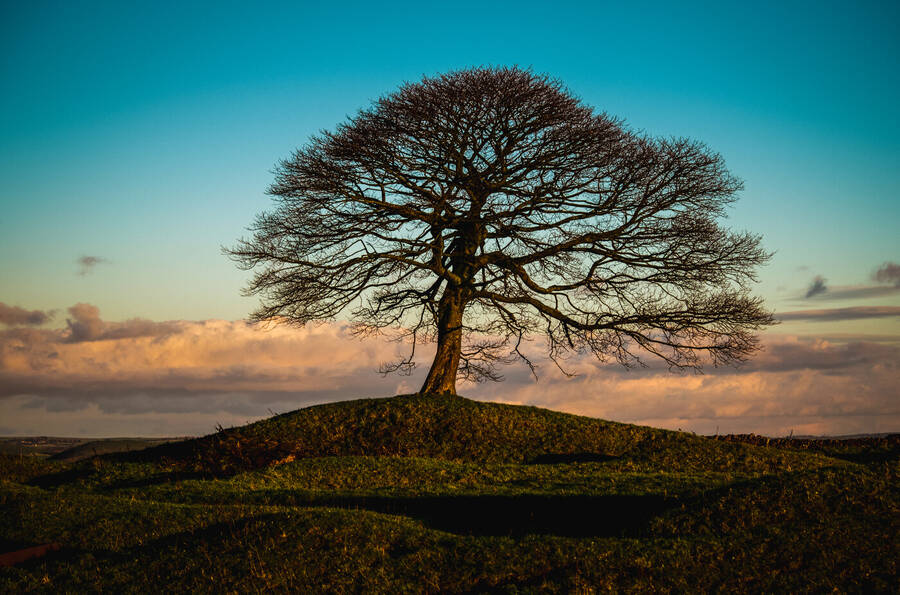 photographer Topz wildlife  photo