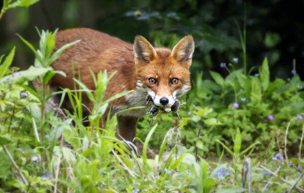 photographer The Opportunist uncategorized photo
