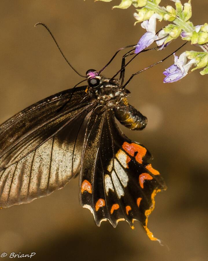 photographer BrianP wildlife  photo