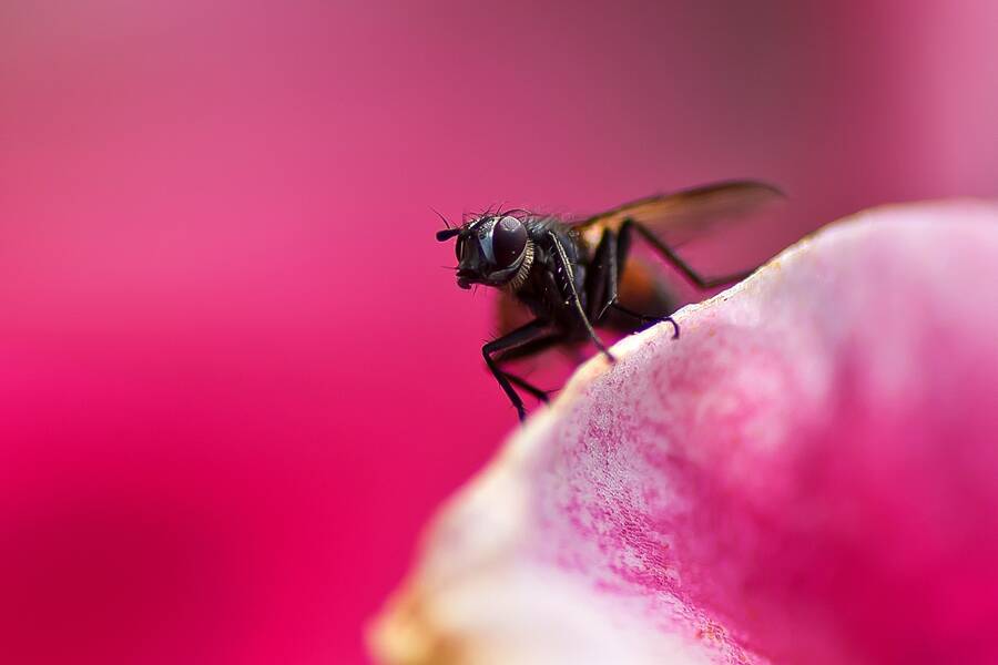 photographer The Opportunist wildlife modelling photo