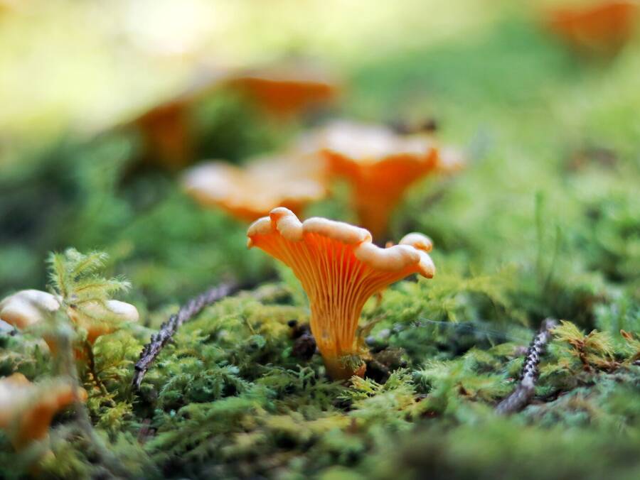 photographer Fuzzysnapper macro  photo taken at Killin
