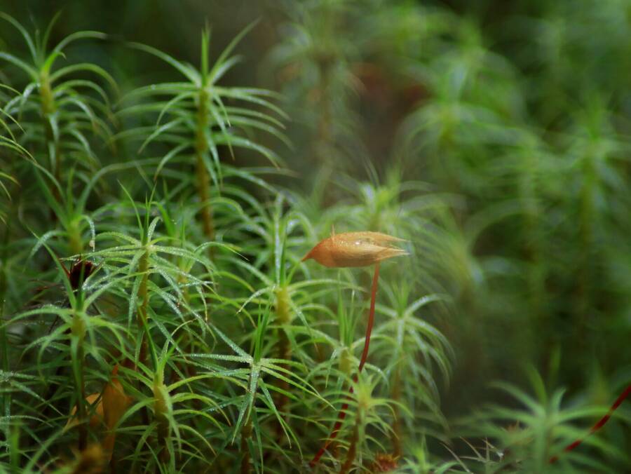 photographer Fuzzysnapper macro  photo