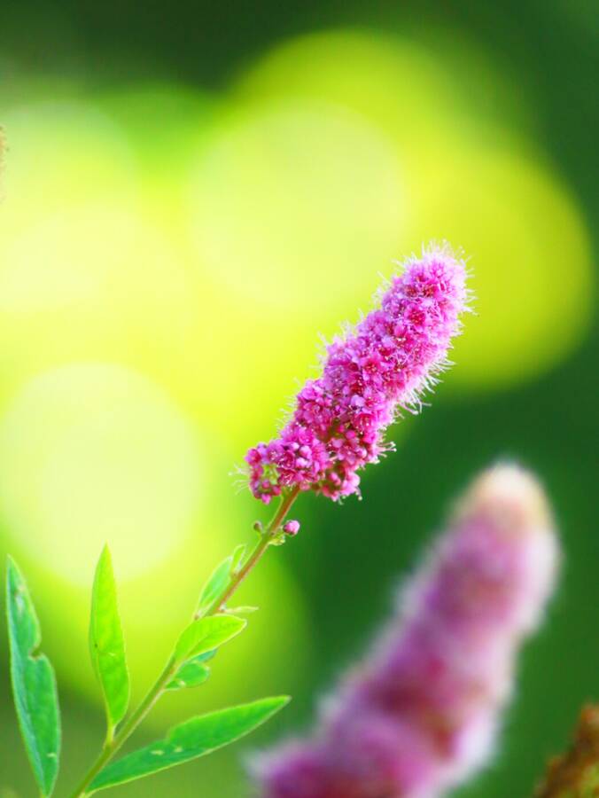 photographer Fuzzysnapper macro  photo