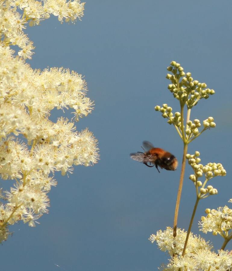 photographer Fuzzysnapper macro  photo