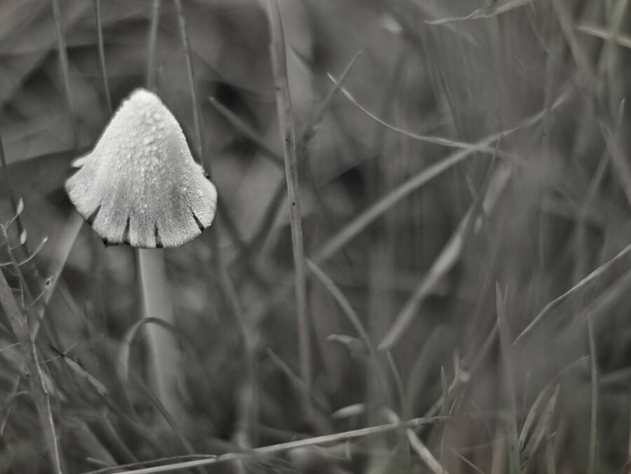 photographer Fuzzysnapper macro  photo