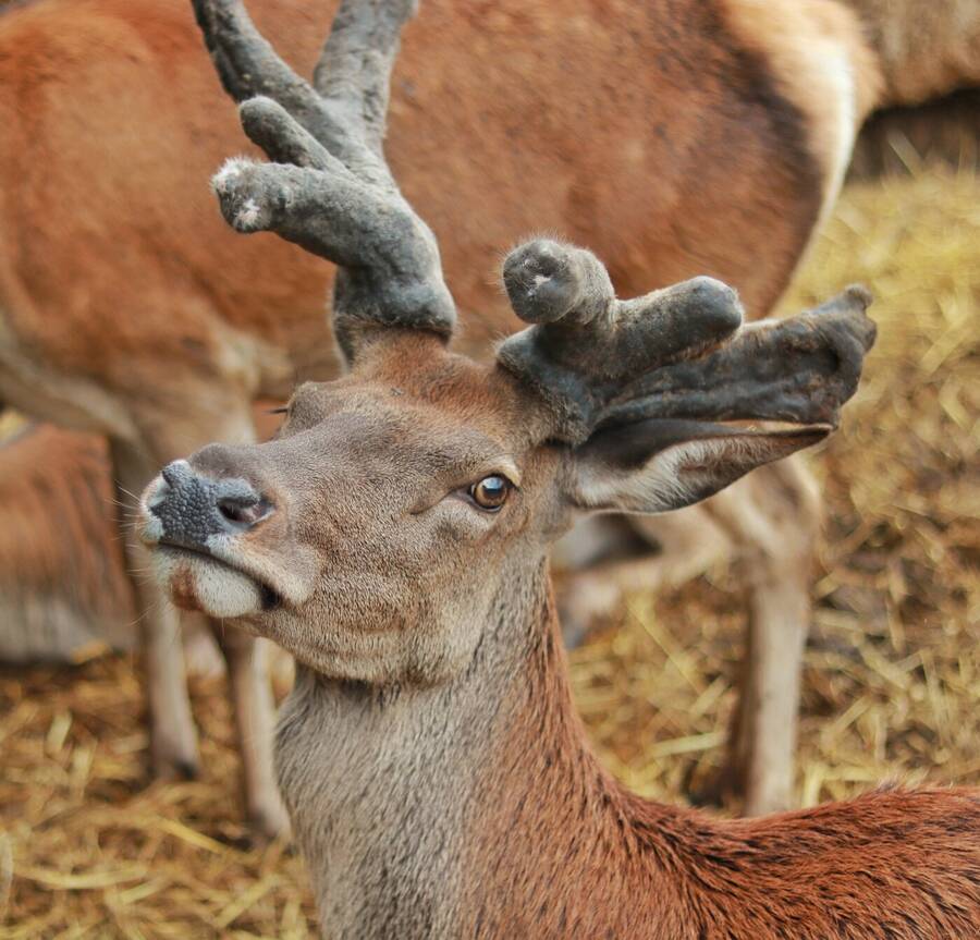 photographer Fuzzysnapper wildlife  photo
