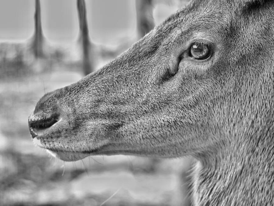 photographer Fuzzysnapper wildlife  photo