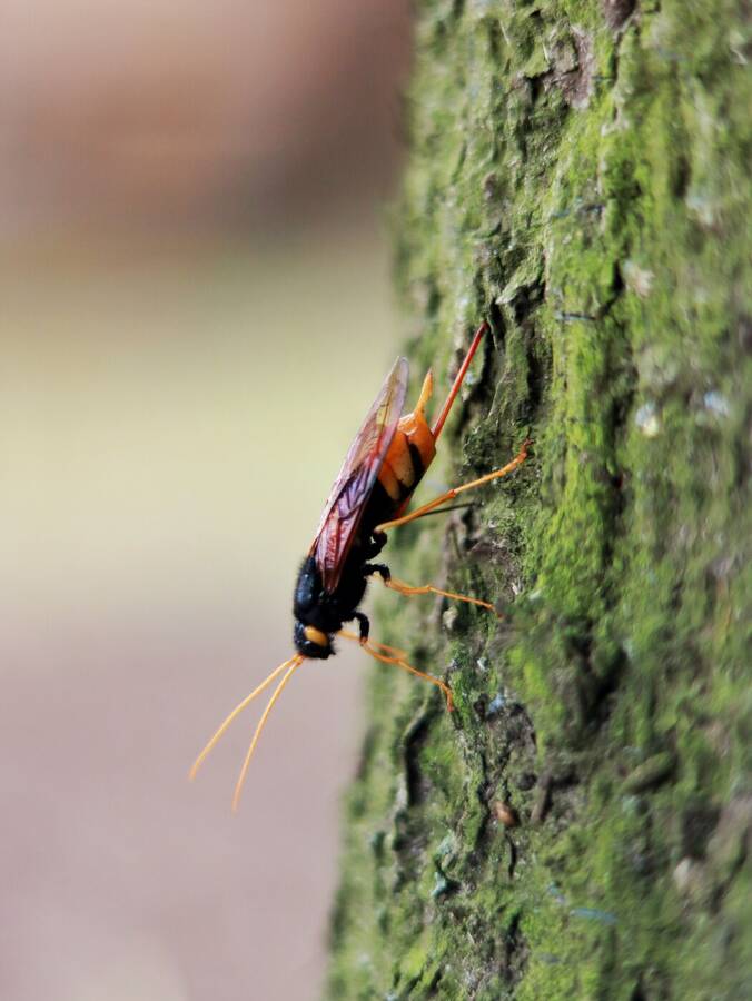 photographer Fuzzysnapper wildlife  photo