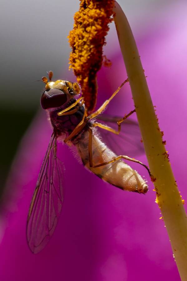 photographer The Opportunist uncategorized  photo