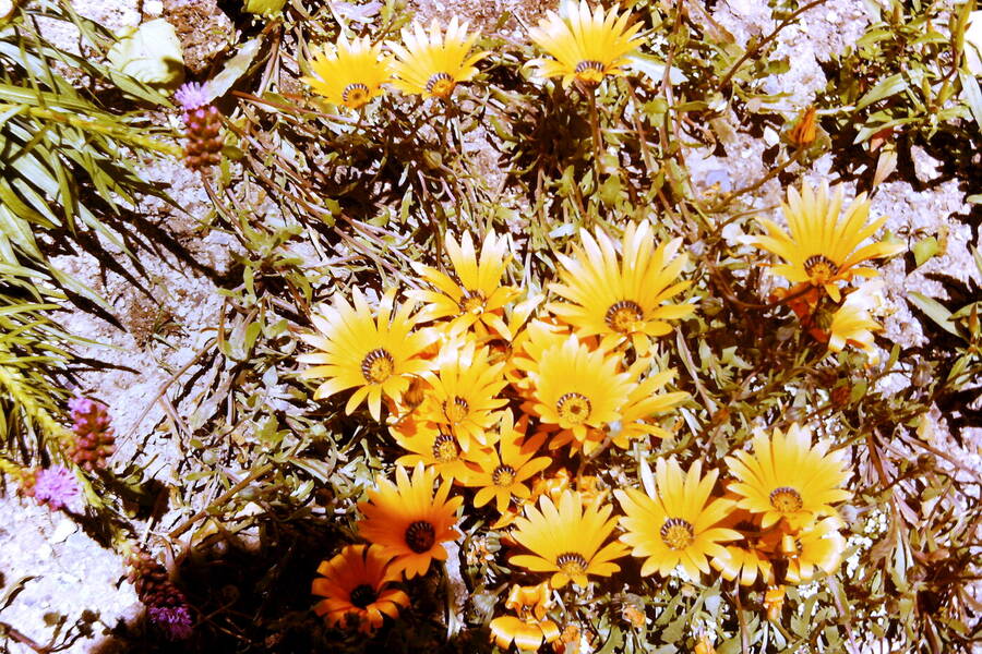 photographer Dave Wells uncategorized  photo