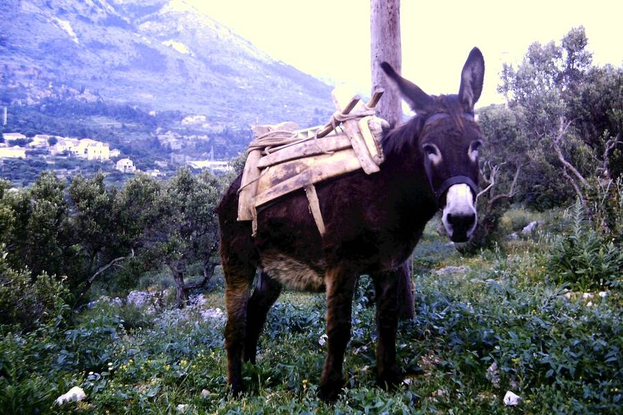 photographer Dave Wells uncategorized  photo