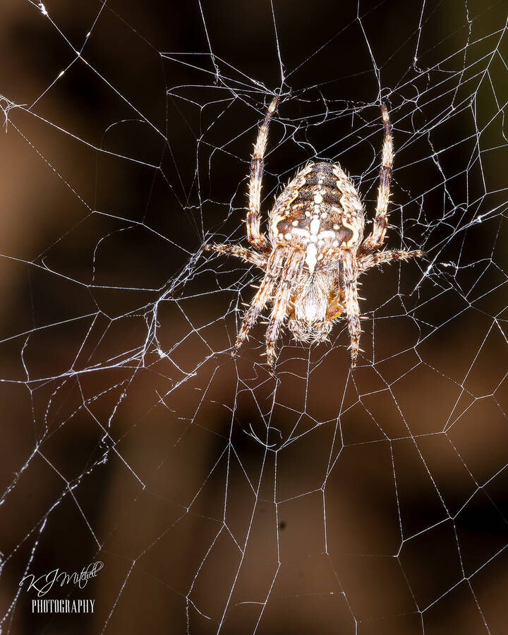 photographer Keith Mitchell wildlife  photo