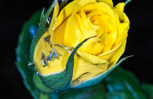 photographer StudioDee wildlife modelling photo. aphid farm on a rosebud way back when.