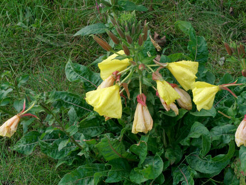 photographer Nomad landscape modelling photo taken at Formby Beach
