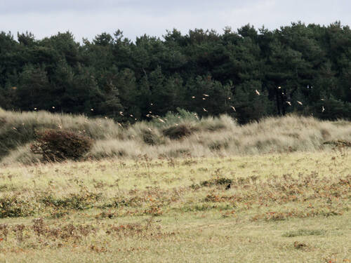 photographer Nomad wildlife modelling photo