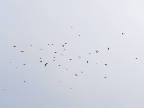 photographer Nomad wildlife modelling photo