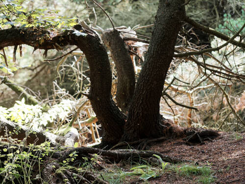 photographer Nomad landscape modelling photo