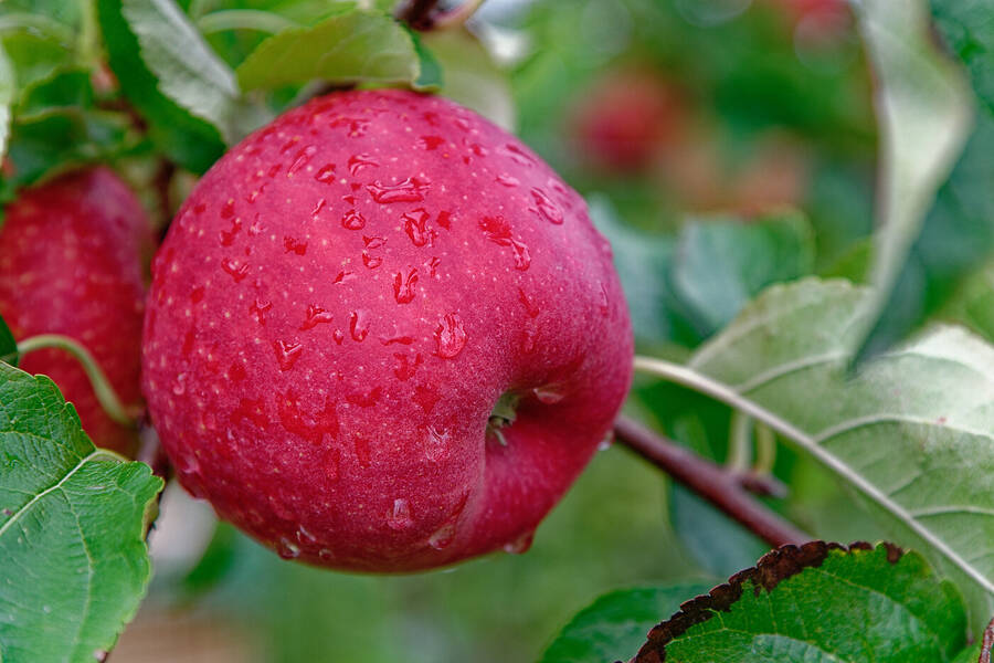 photographer Seano food  photo