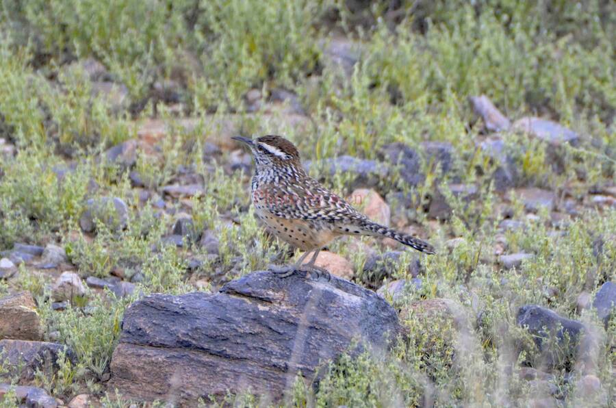 photographer Photos by Ken wildlife  photo taken at Scottsdale, AZ