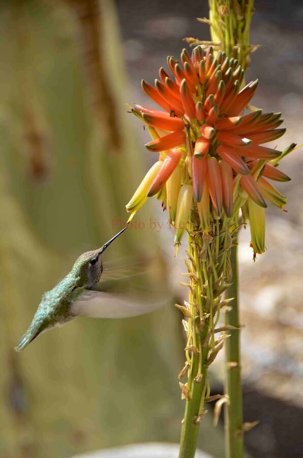 photographer Photos by Ken wildlife  photo taken at Phoenix, AZ