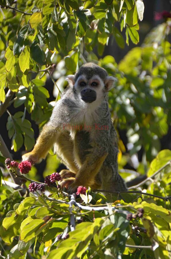 photographer Photos by Ken wildlife  photo taken at Phoenix, AZ