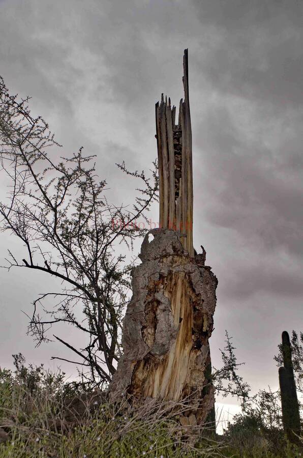 photographer Photos by Ken landscape  photo taken at Scottsdale, AZ