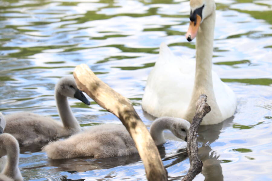 photographer Sussex Amateur wildlife  photo taken at Crawley