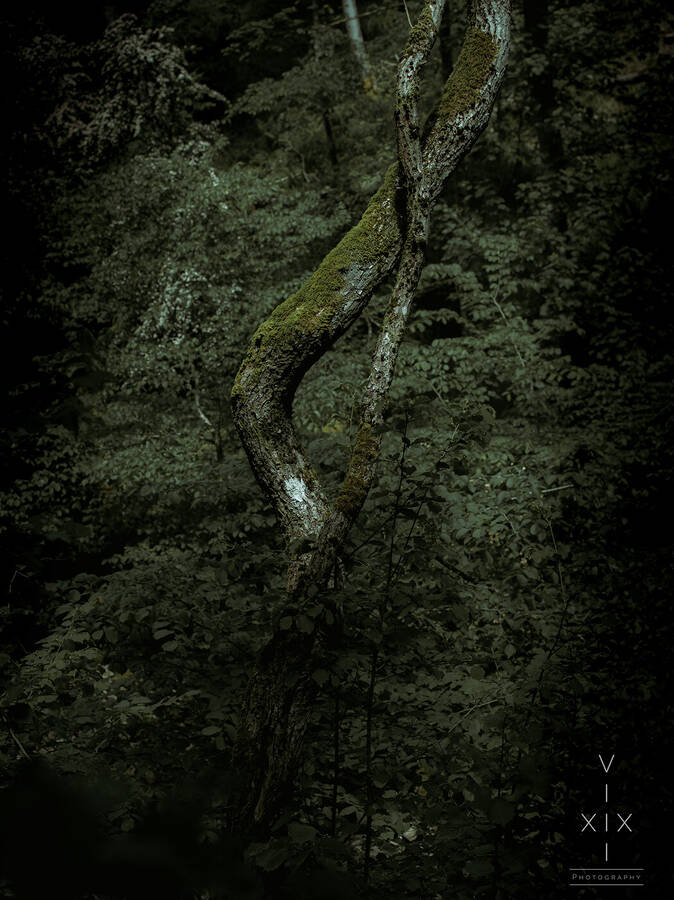 photographer XIX VIII uncategorized  photo