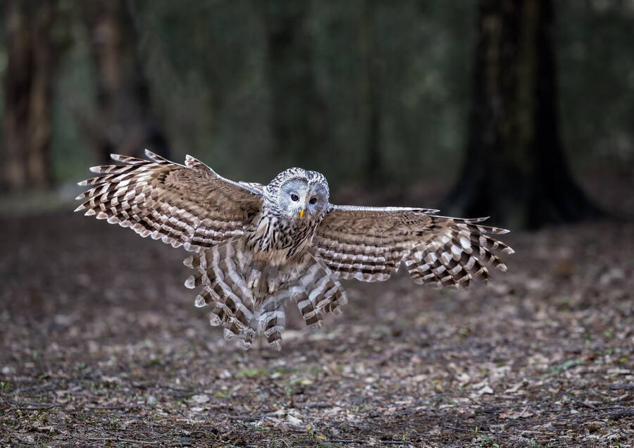 photographer Steve wildlife  photo