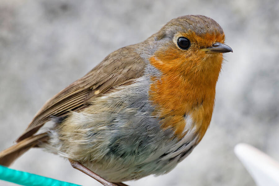 photographer dntphotographs wildlife  photo taken at Dalton Gates