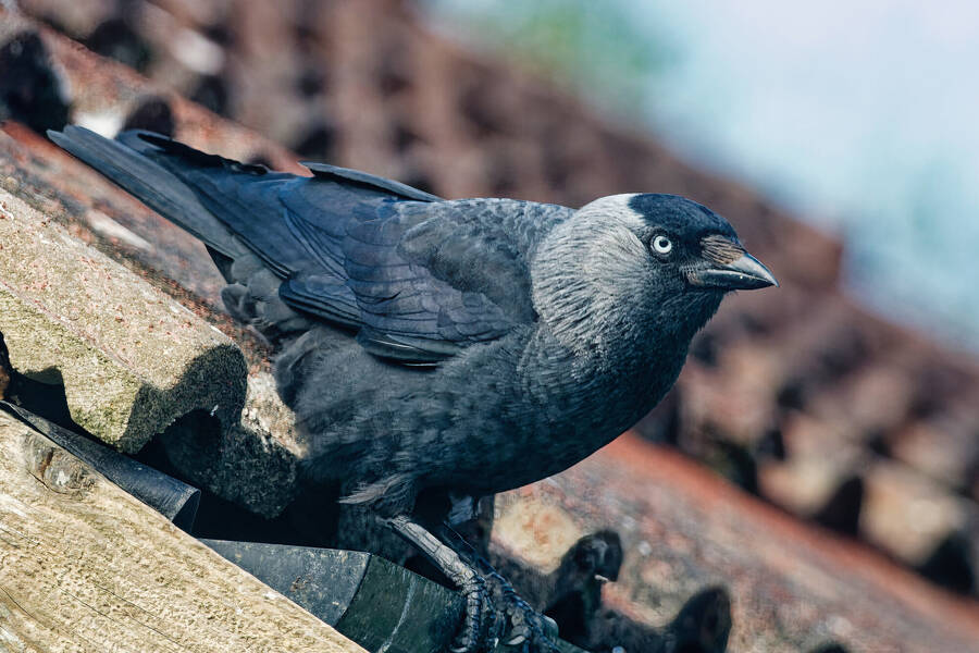 photographer dntphotographs wildlife  photo taken at Dalton Gates