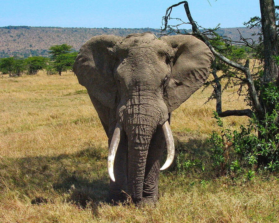 photographer The Photo Taker wildlife  photo