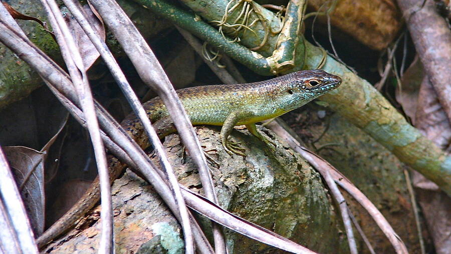 photographer The Photo Taker wildlife  photo